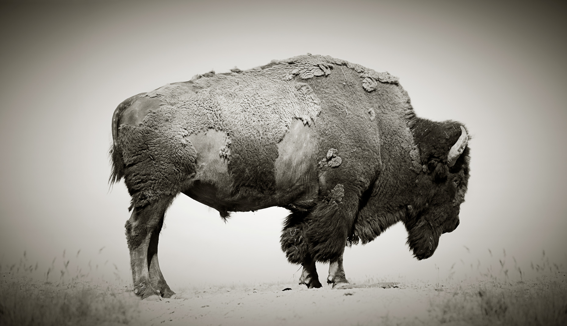 buffalo-2-1